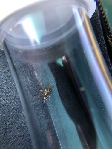 Unknown species found near Pajaro Valley High School, Watsonville, CA, US