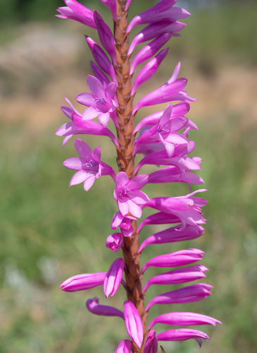 Dense Watsonia (Watsonia densiflora)