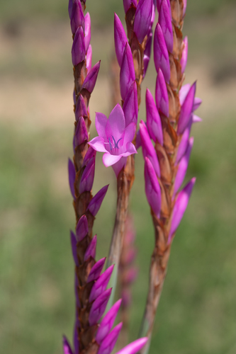 Watsonia densiflora, photograph 5