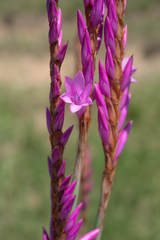 Watsonia densiflora, photograph (c) Morten Ross, some rights reserved (CC BY)