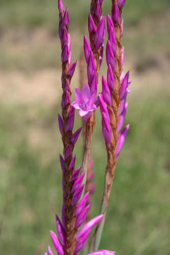Watsonia densiflora, photograph 6