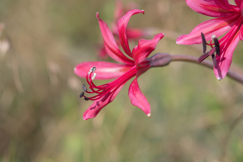 Brunsvigia undulata