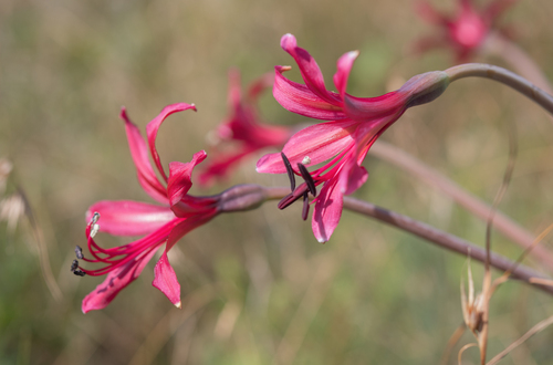 Brunsvigia undulata