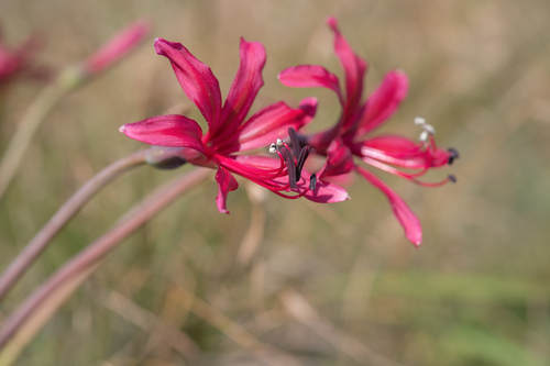 Brunsvigia undulata