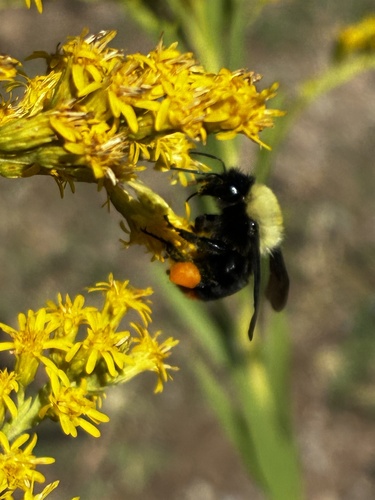 Bellicose Bumble Bee