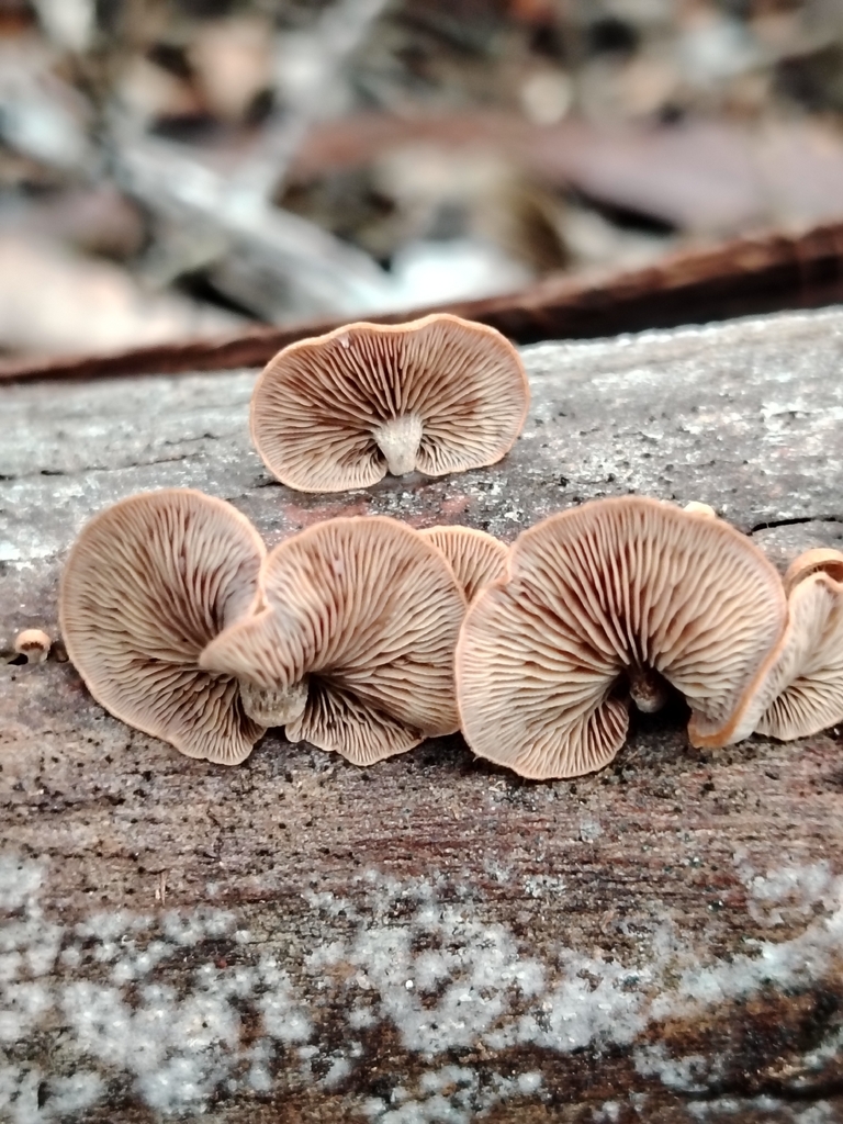 Deconica horizontalis · March 2026 · photo: © cat_delmar (iNaturalist, CC)
