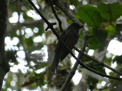Lipaugus vociferans