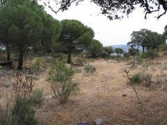 Lavandula pedunculata