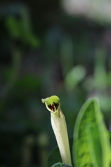 Aristolochia paucinervis