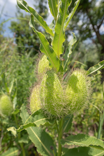 Wavyleaf Cartwheel (Xysmalobium undulatum)