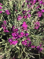 Matthiola
