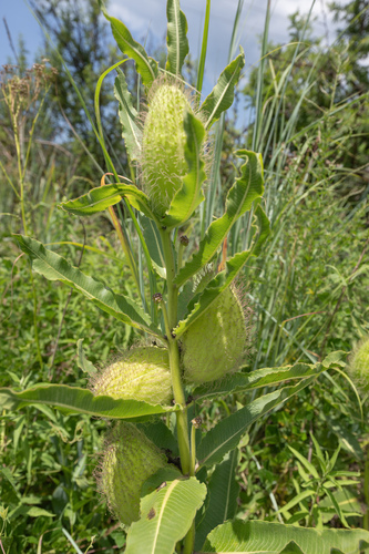 Xysmalobium undulatum, photograph 3