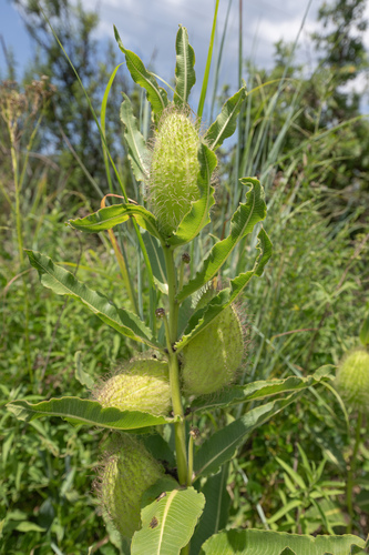 Xysmalobium undulatum, photograph 4