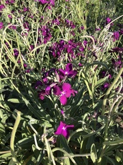 Matthiola