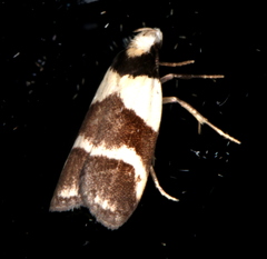 Eulechria triferella