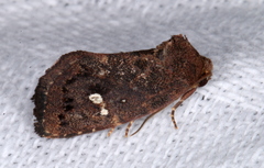 Elusa