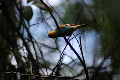 Tangara cyanoventris