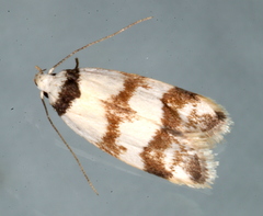 Chezala brachypepla