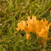 Clavulinopsis corniculata - Photo (c) David Evans,  זכויות יוצרים חלקיות (CC BY)