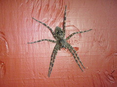 Dolomedes tenebrosus