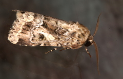 Spodoptera umbraculata