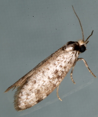 Lepidoscia