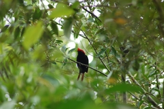 Antilophia galeata
