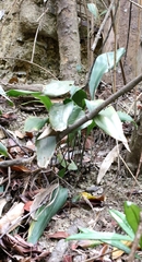 author not stated, no rights reserved Aspidistra punctata, photograph author not stated, no rights reserved