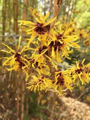 Hamamelis mollis