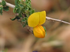 Adenocarpus telonensis