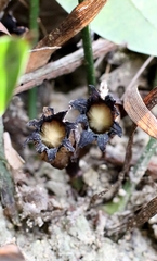 author not stated, no rights reserved Aspidistra punctata, photograph author not stated, no rights reserved