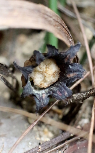 Aspidistra punctata, photograph 6