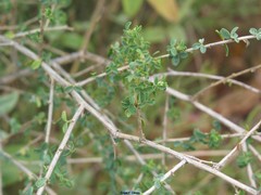Adenocarpus telonensis