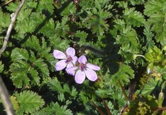 Erodium cicutarium
