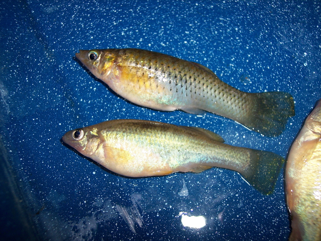 Balsas Splitfin