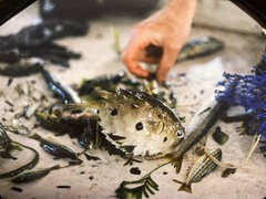 Tragulichthys jaculiferus