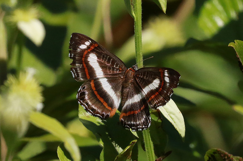 Synargis victrix
