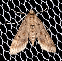 Parapoynx crisonalis