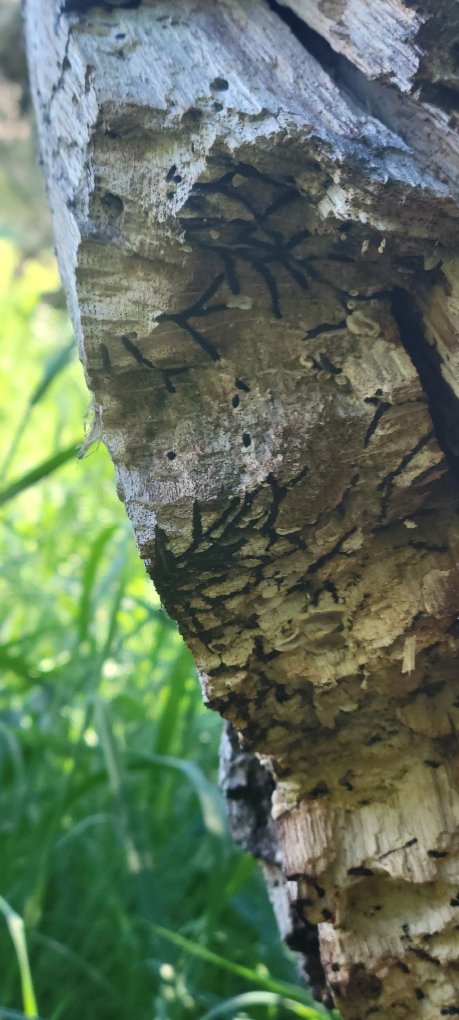 Xyleborus monographus