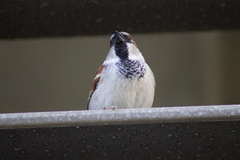 Passer domesticus