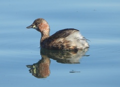 Tachybaptus ruficollis