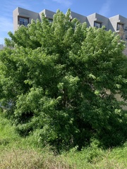 Fraxinus berlandieriana