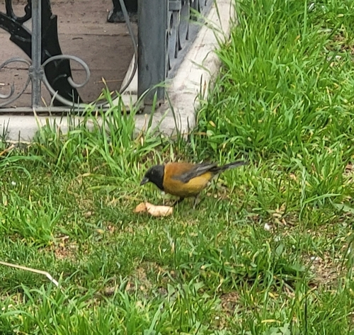Black-hooded Sierra-Finch