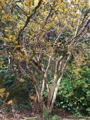 Hamamelis mollis