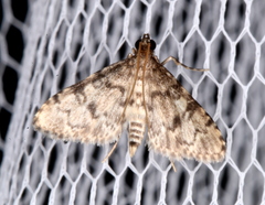 Voliba leptomorpha