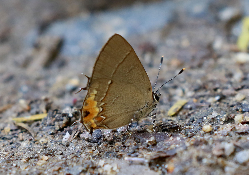 Calycopis ledaea