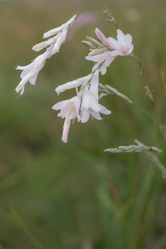 Broadleaf Hairbell (Dierama latifolium)