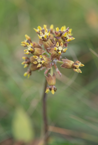 Tailed Cartwheel (Asclepias macropus)