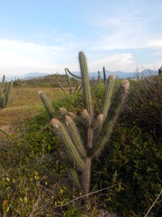 Cereeae
