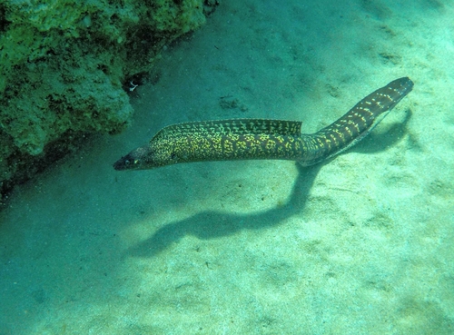 Black Moray